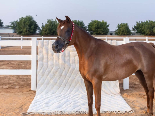 Nomad Lines – Ivory Moroccan Rug displayed beside a brown horse on a farm.